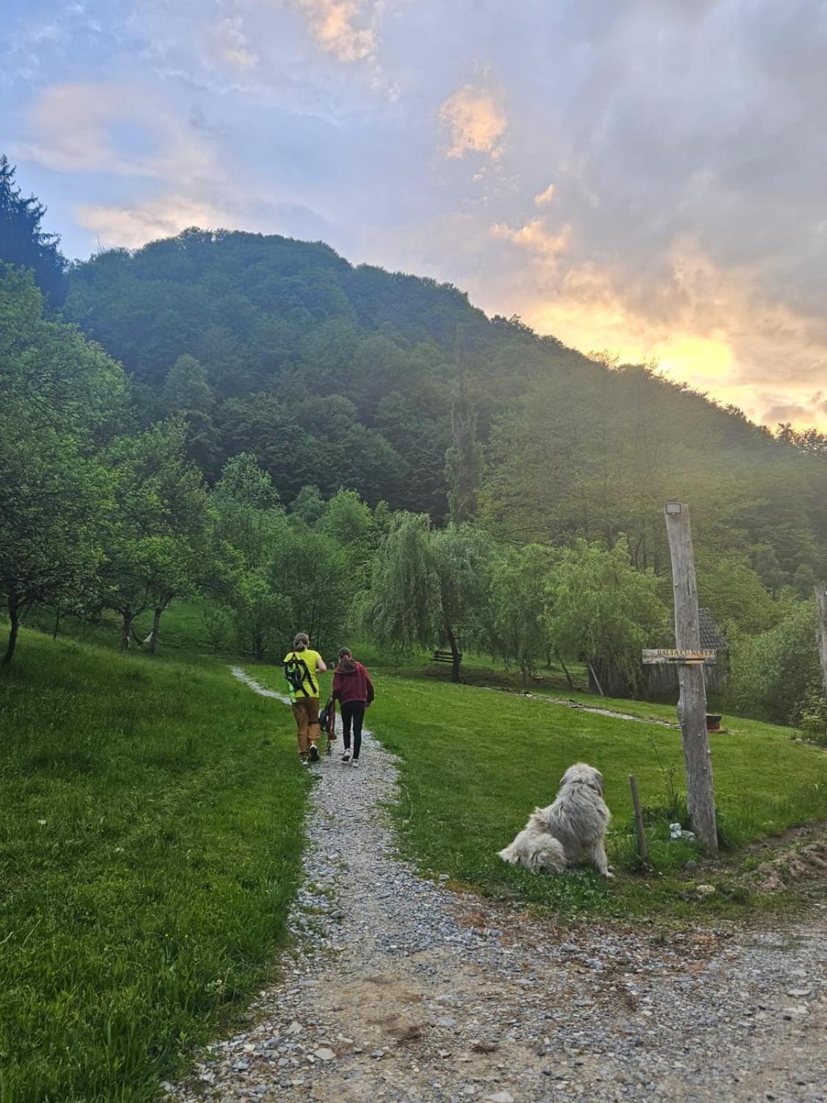 Pensiunea Lupul Dacic Costeşti Buitenkant foto